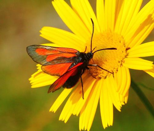 Zygaena sp.